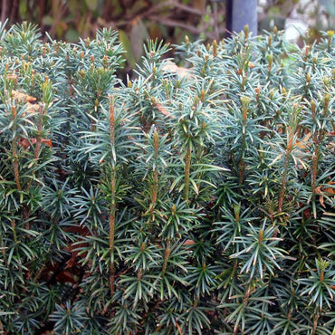 Cephalotaxus harringtonia 'Plania' ~ Yewtopia® Plania Plum Yew