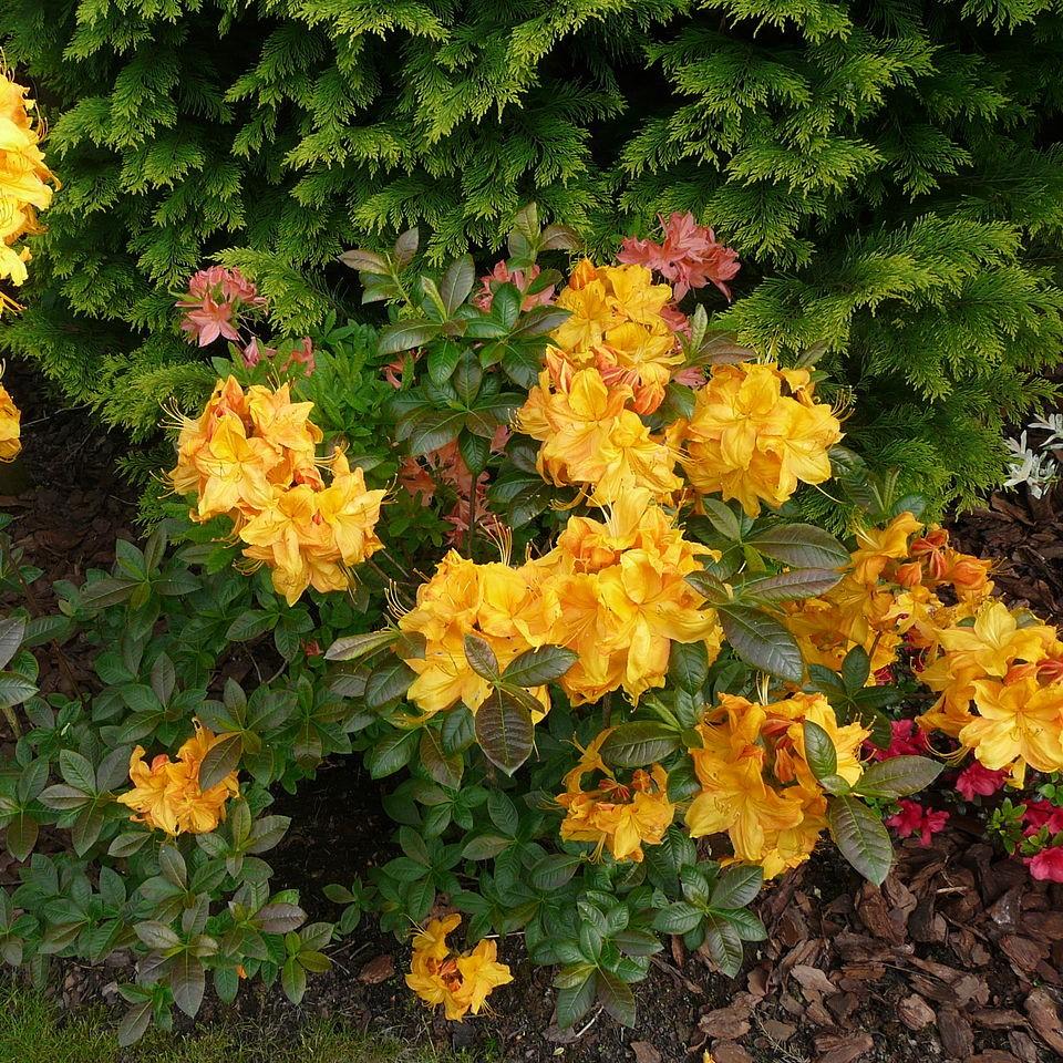 Rhododendron 'Yellow Light' ~ Yellow Light Azalea