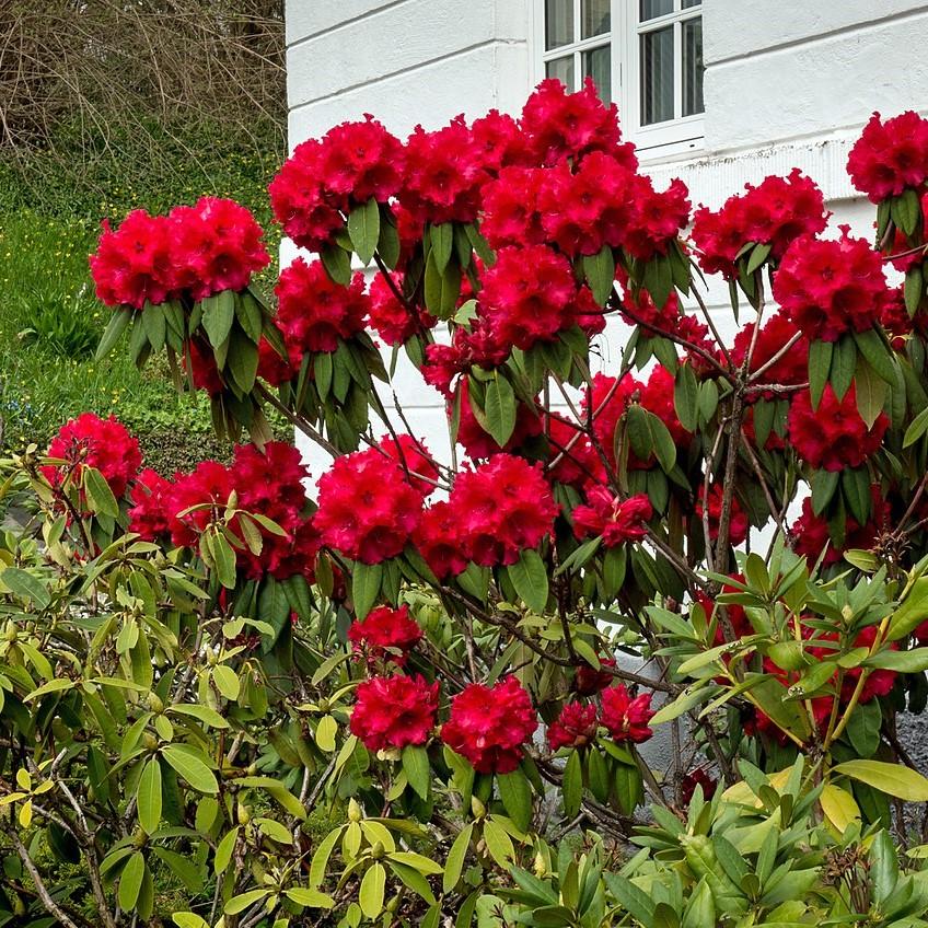 Rhododendron ‘Red Ruffle’ ~  Red Ruffle Azalea