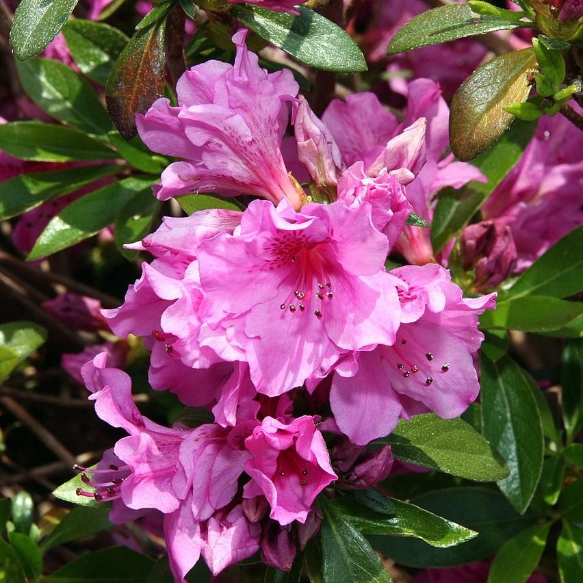 Rhododendron 'Karen' ~ Karen Azalea