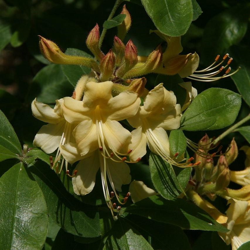 Rhododendron austrinum 'Lisa's Gold' ~ Lisa's Gold Native Azalea