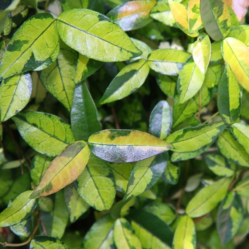 Trachelospermum asiaticum 'Ogon Nishiki' ~ Japanese Star Jasmine