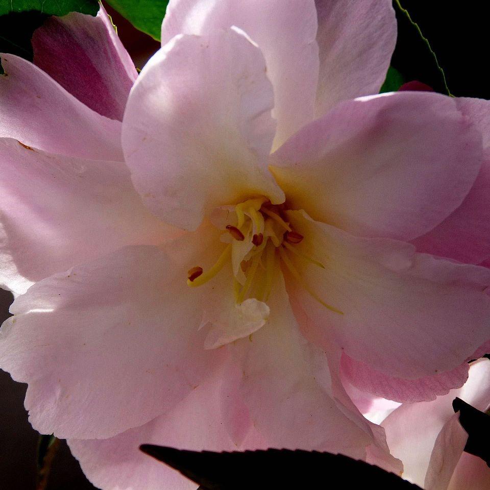 Camellia vernalis 'Star Above Star' ~ Star Above Star Camellia
