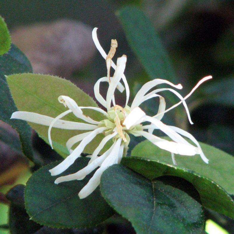Loropetalum chinense 'Shang-white' ~ Emerald Snow® Fringe Flower