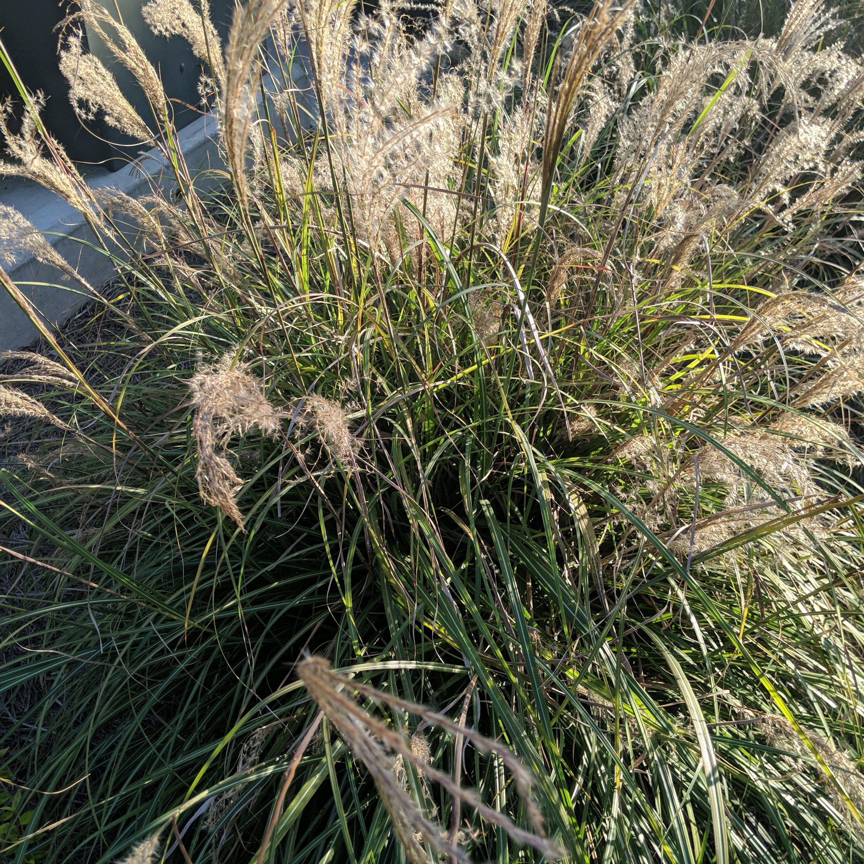 Miscanthus sinensis 'Adagio' ~ Adagio Maiden Grass