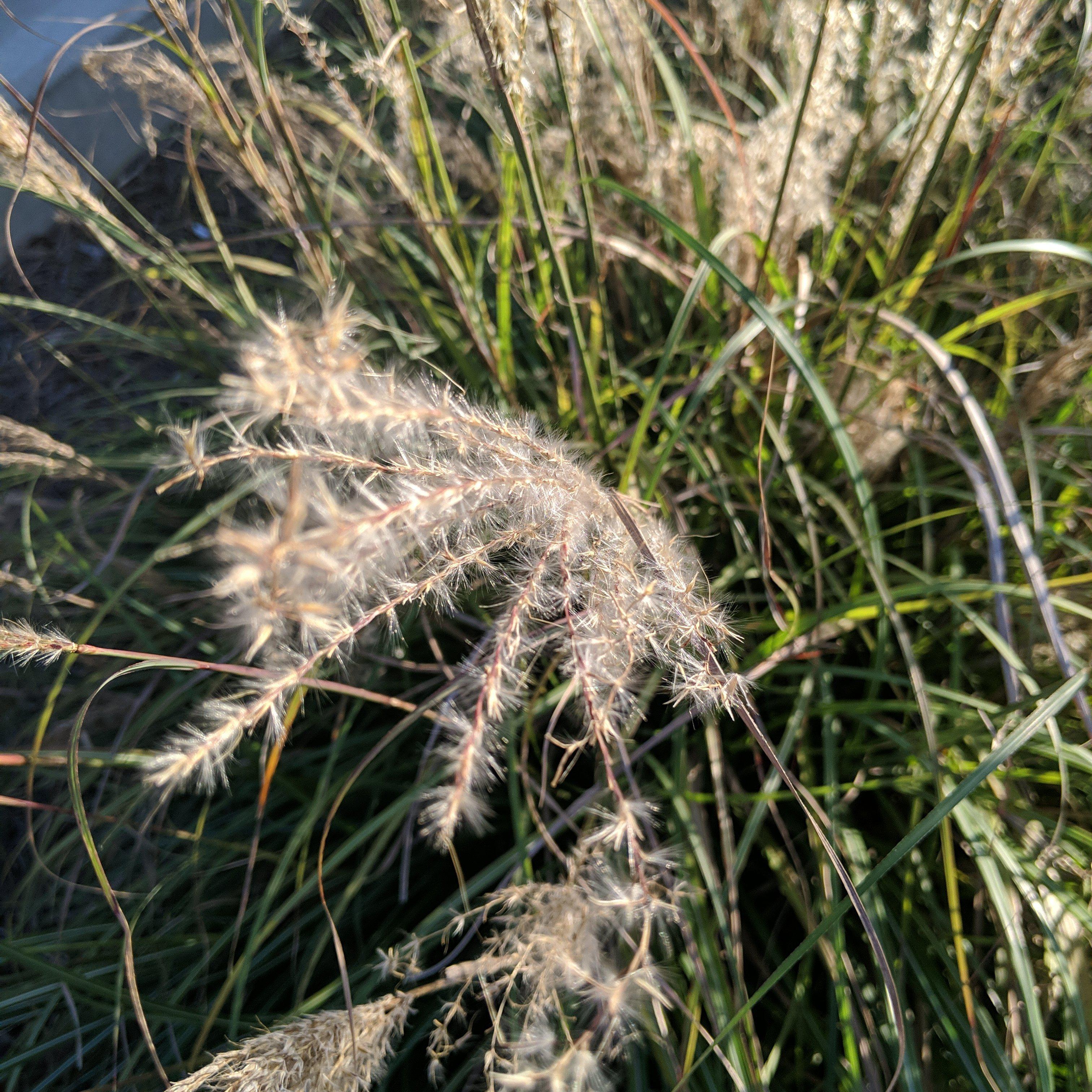 Miscanthus sinensis 'Adagio' ~ Adagio Maiden Grass