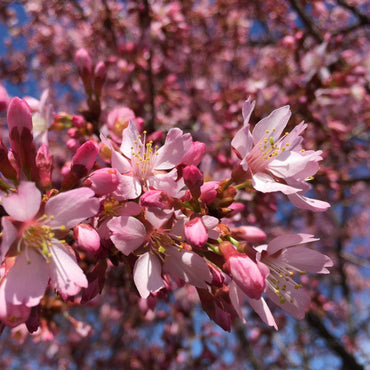 Prunus x incam 'Okame' ~ Okame Flowering Cherry