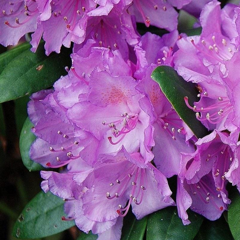 Rhododendron x 'GREARV' ~ Abbey's Re-View® Rhododendron