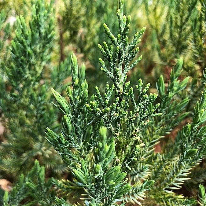 Juniperus chinensis 'Blue Point' ~ Blue Point Juniper