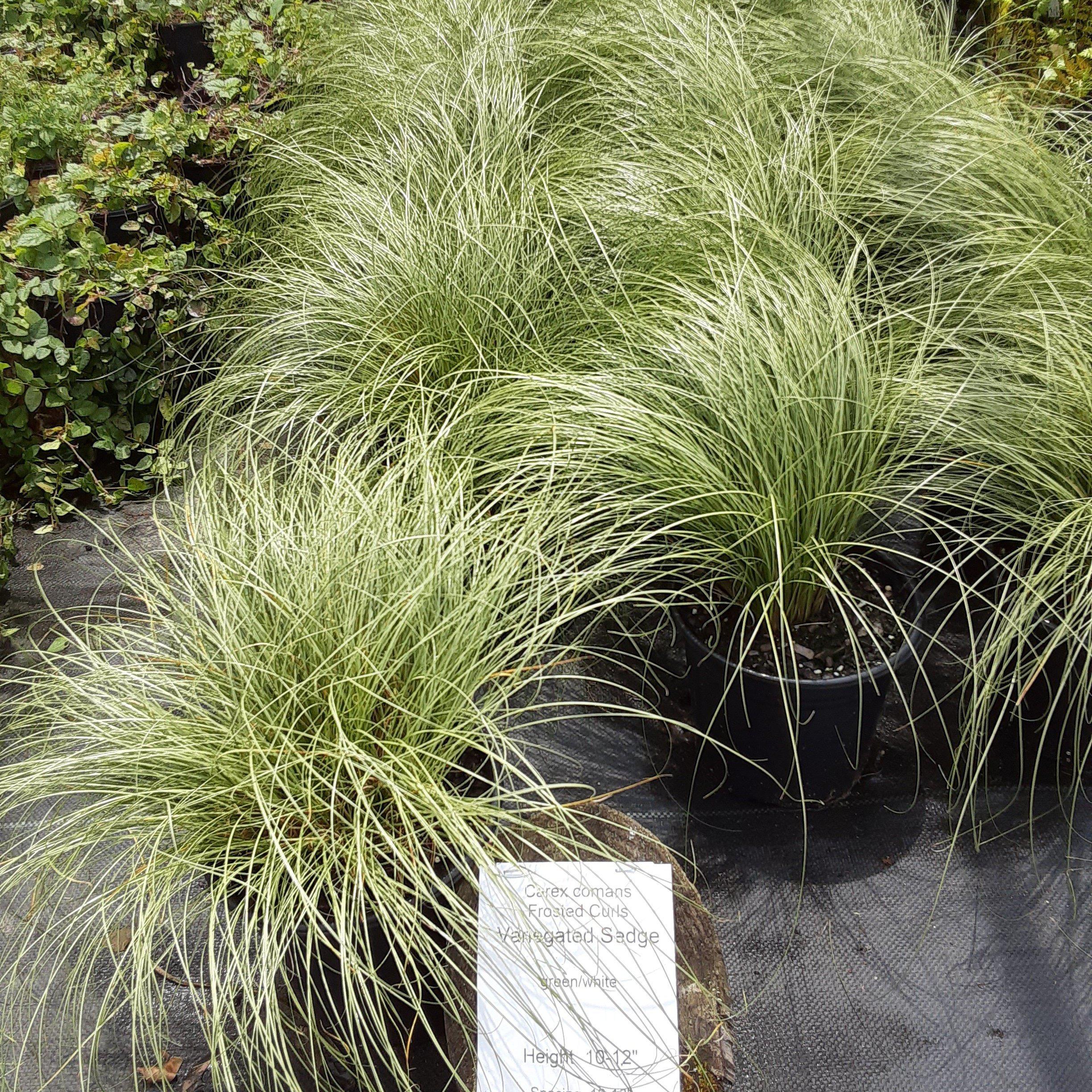 Carex comans 'Frosted Curls' ~ Frosted Curls New Zealand Sedge