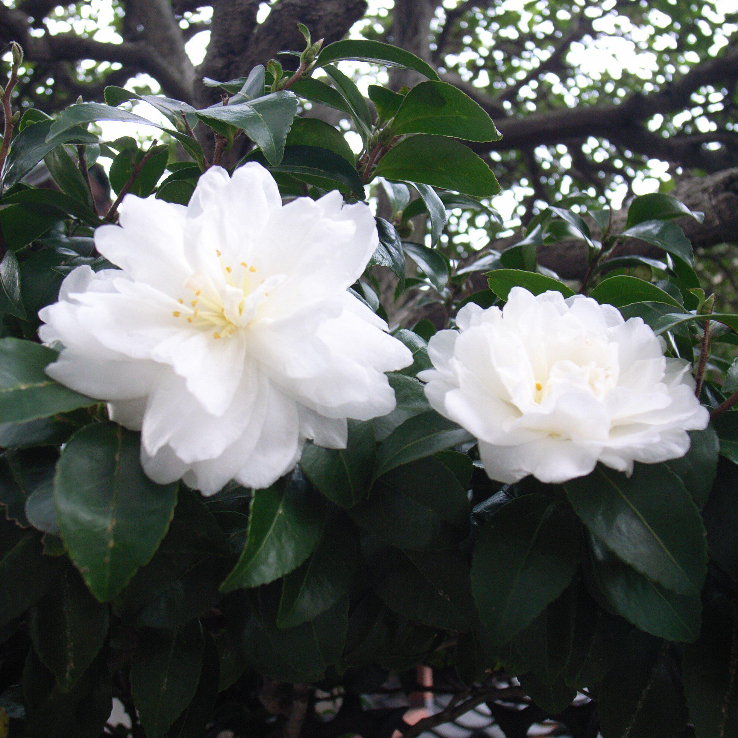 Camellia sasanqua 'Green S99-016' PP24887 ~ October Magic® Ivory™ Camellia