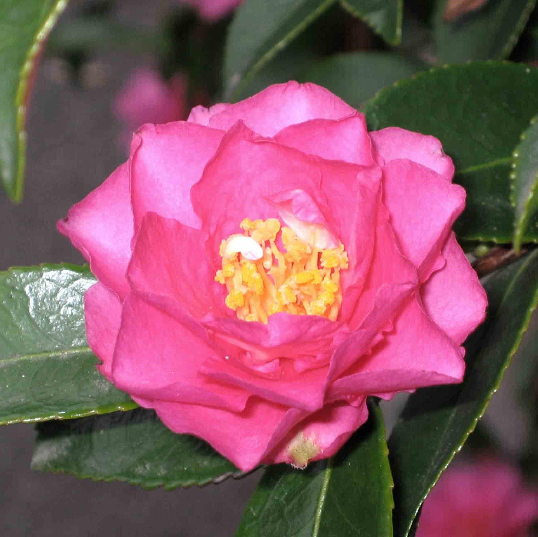 Camellia sasanqua 'Shishi Gashira' ~ Shishi Gashira Camellia