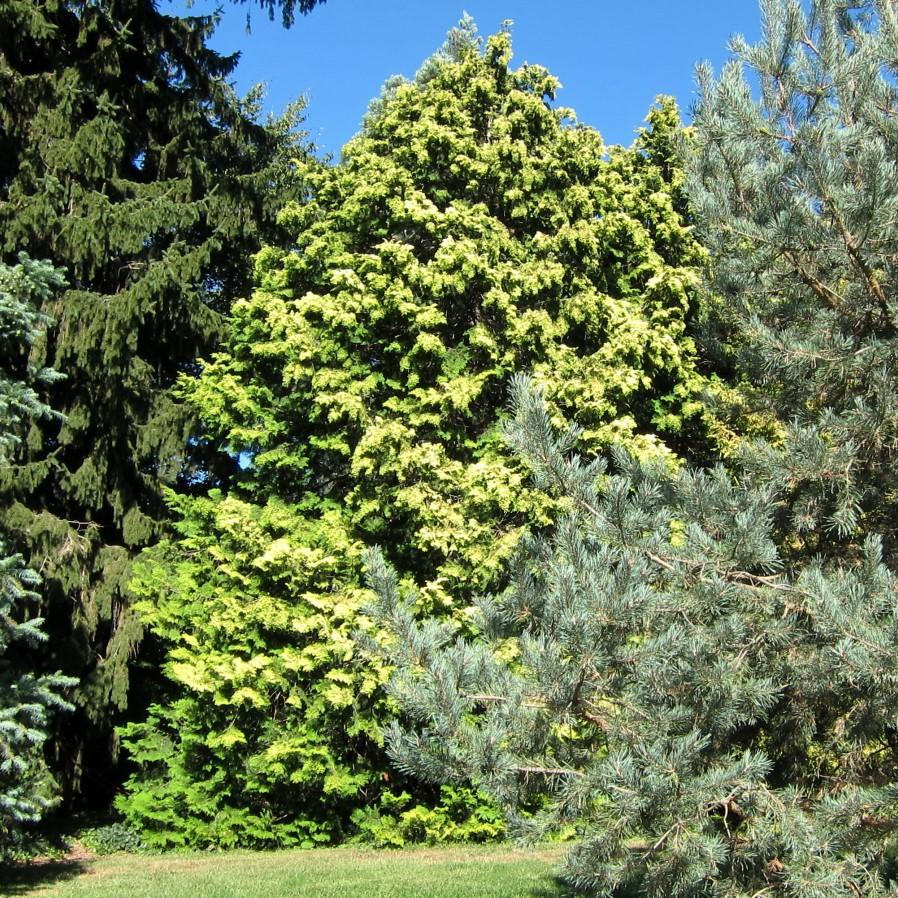 Chamaecyparis obtusa 'Crippsii' ~ Golden Hinoki False Cypress