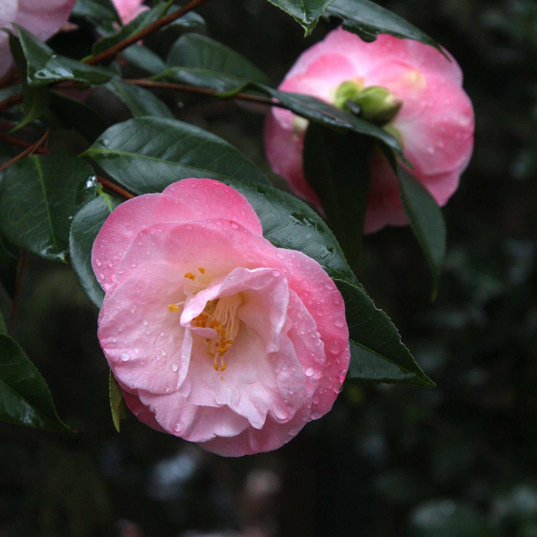 Camellia japonica 'April Remembered' ~ April Remembered Ice Angels® Camellia