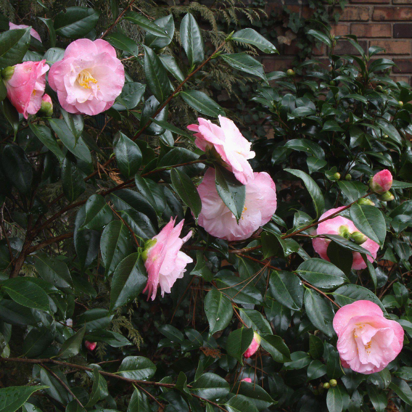 Camellia japonica 'April Remembered' ~ April Remembered Ice Angels® Camellia