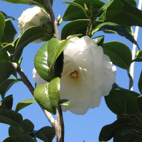 Camellia japonica 'Seafoam' ~ Seafoam Camellia