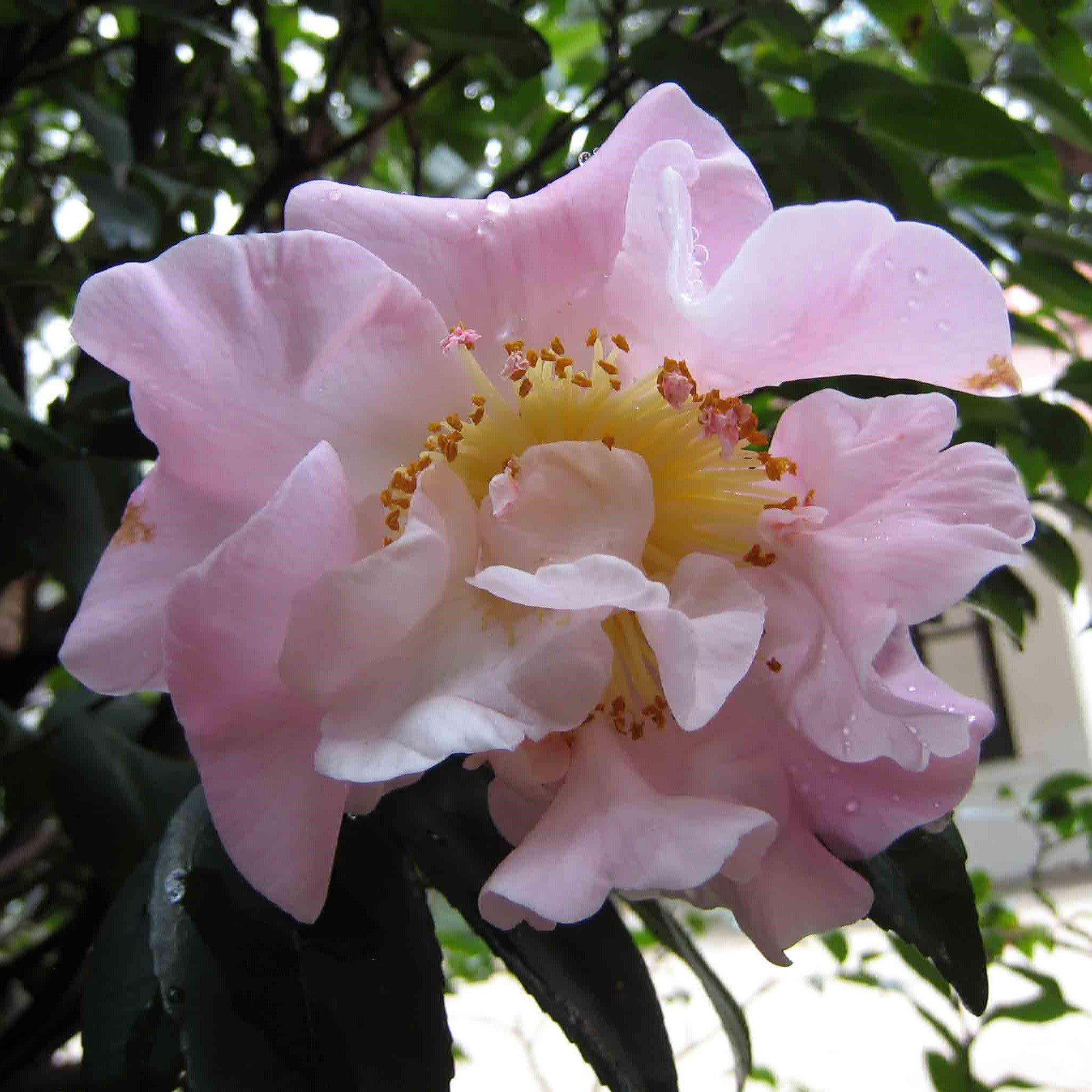 Camellia lutchuensis 'High Fragrance' ~ High Fragrance Camellia
