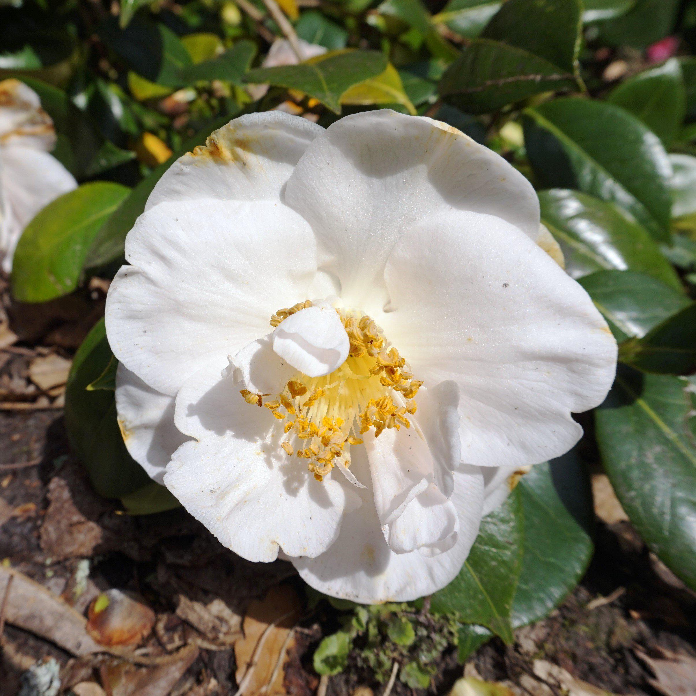 Camellia sasanqua 'Eos' ~ Eos Camellia