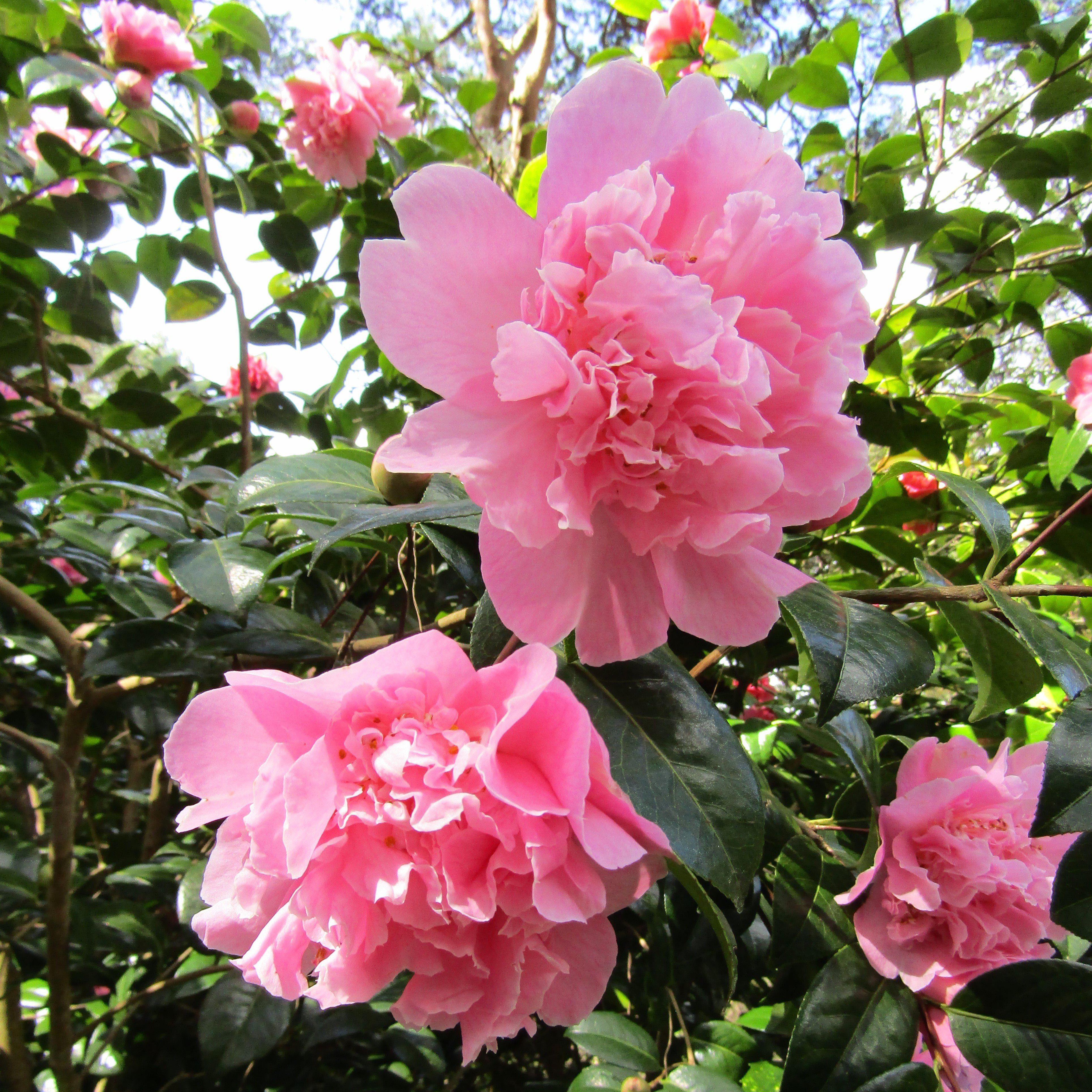 Camellia japonica 'Taylor's Perfection' ~ Taylor's Perfection Camellia