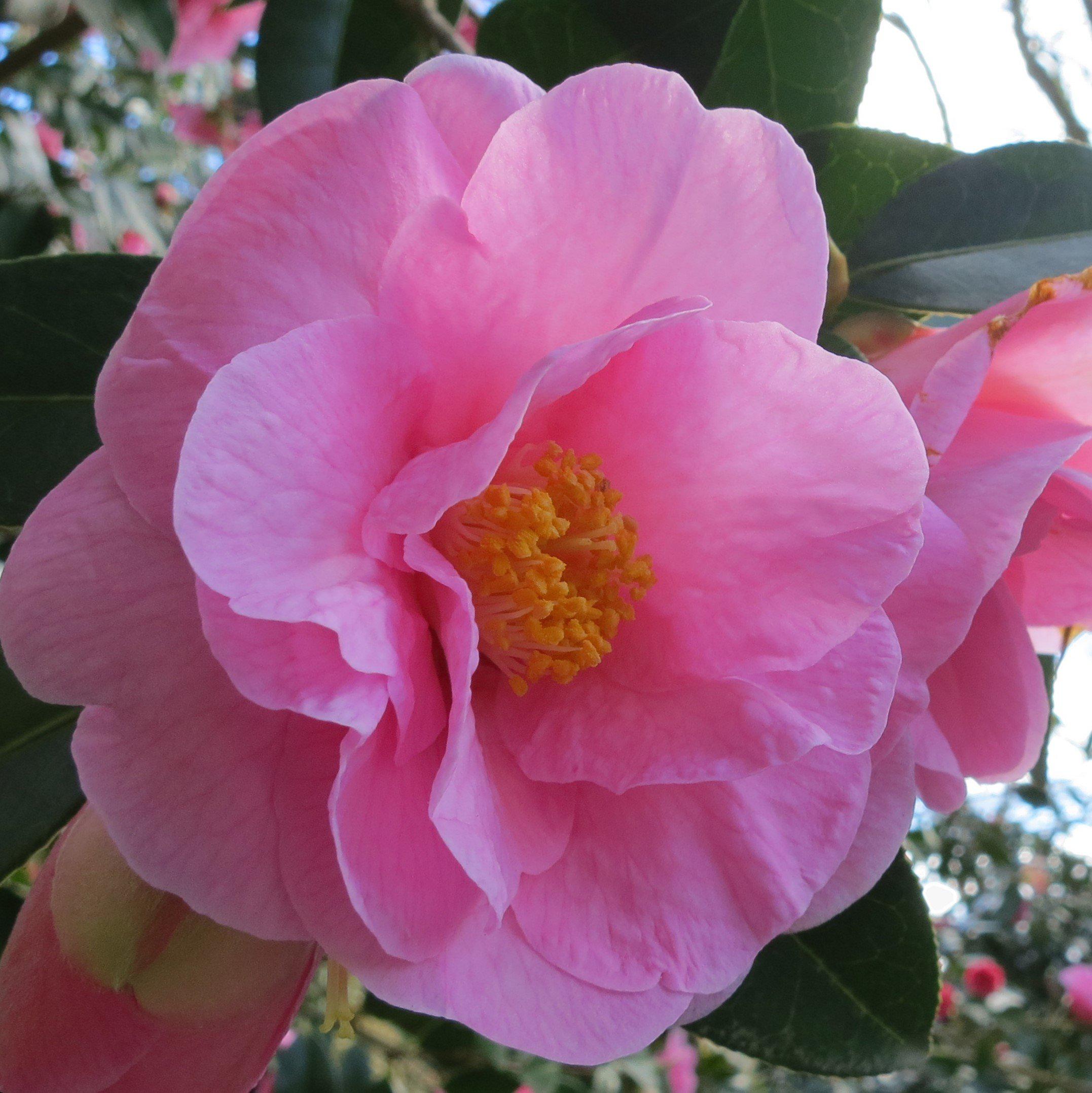 Camellia japonica 'Taylor's Perfection' ~ Taylor's Perfection Camellia
