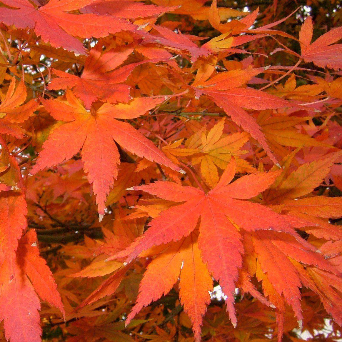 Acer palmatum 'Glowing Embers' ~ Glowing Embers Japanese Maple
