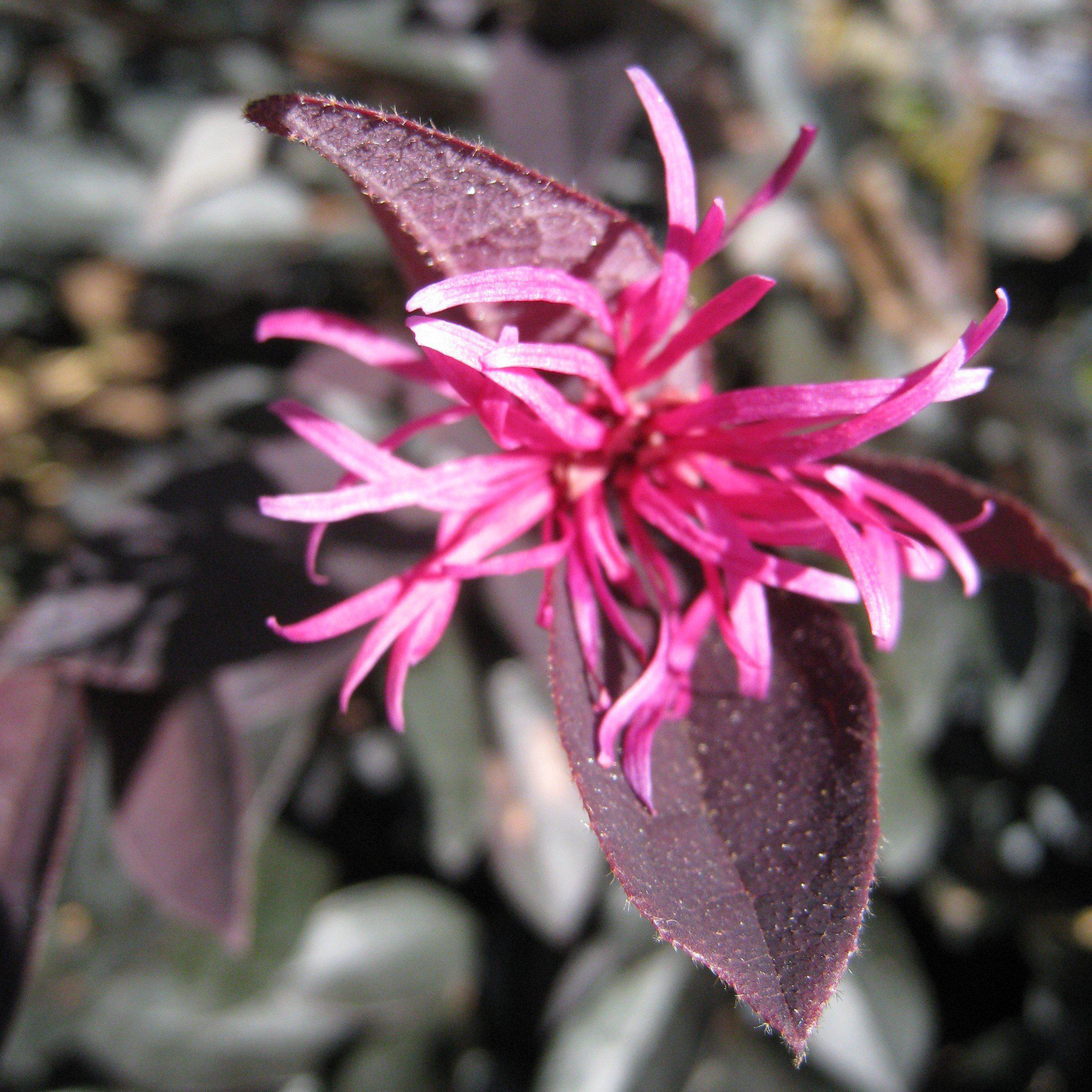 Loropetalum chinense rubrum ‘Zhuzhou Fuchsia’ ~  Zhuzhou Fuchsia Fringe Flower