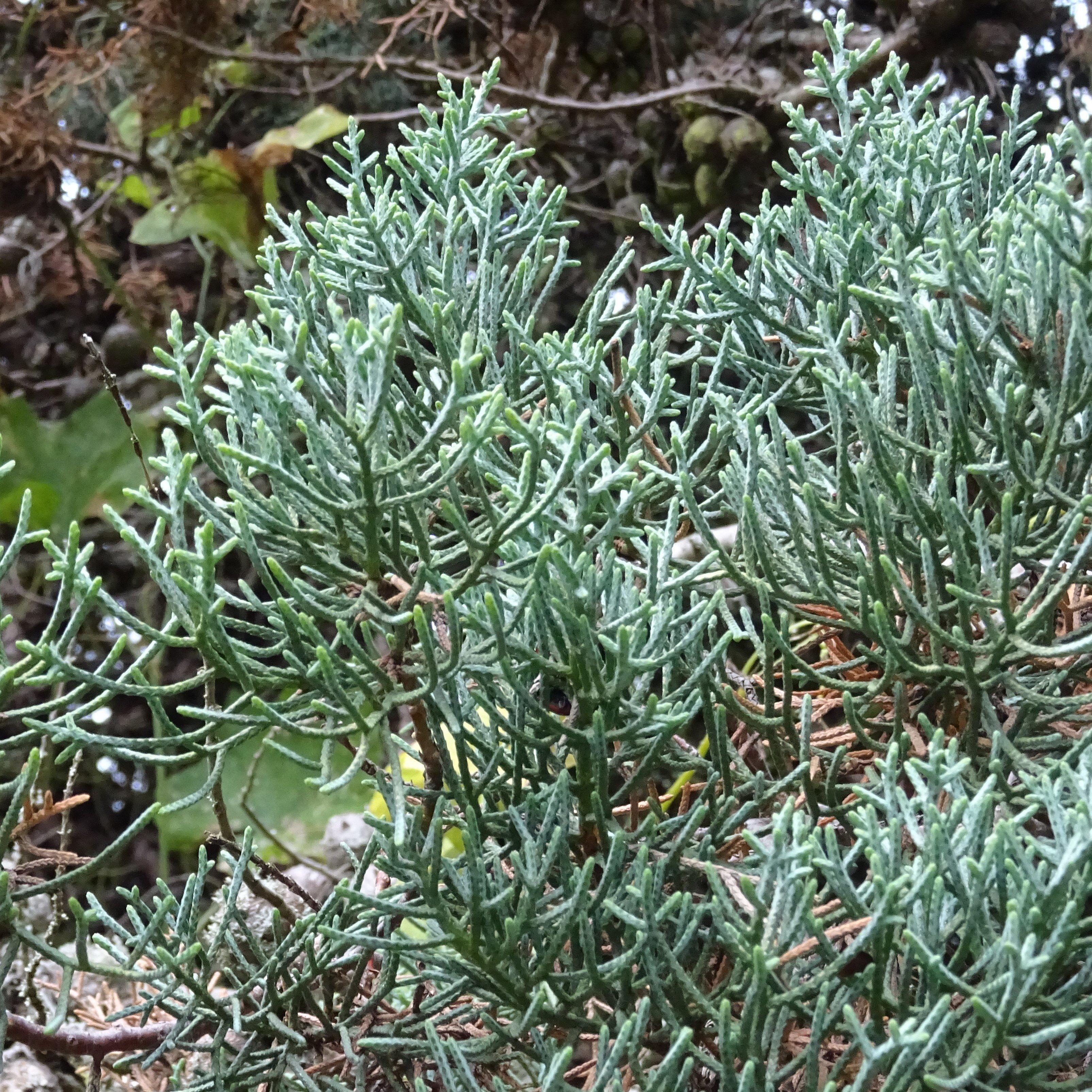 Cupressus arizonica glabra 'Carolina Sapphire' ~ Carolina Sapphire, Smooth Arizona Cypress