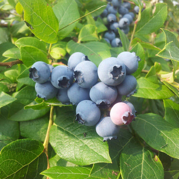 Vaccinium ashei 'Powderblue' ~ Powderblue Rabbiteye Blueberry
