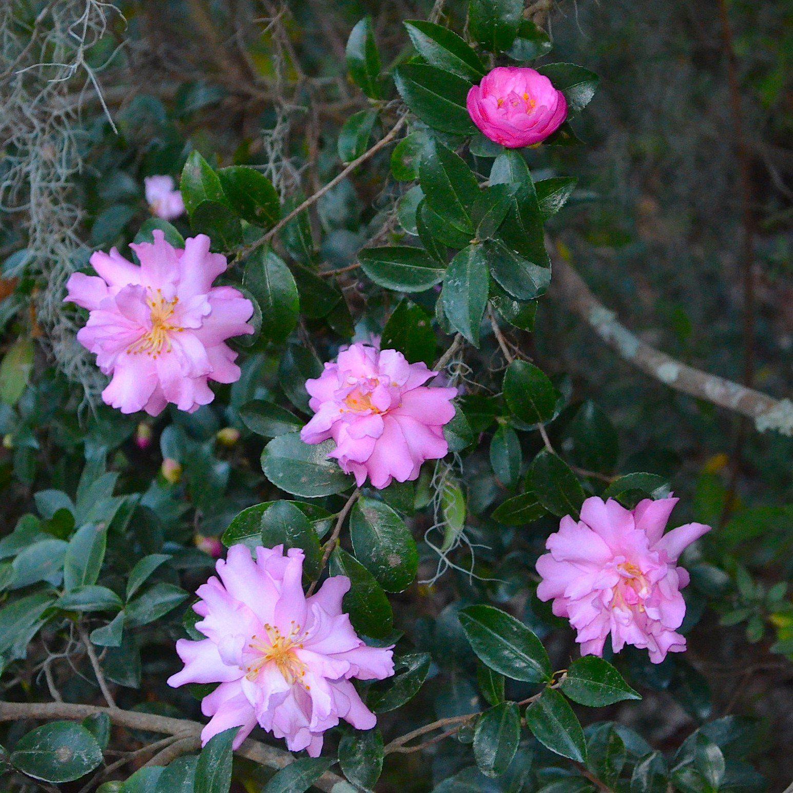 Camellia sasanqua 'Pink Snow' ~ Pink Snow Camellia