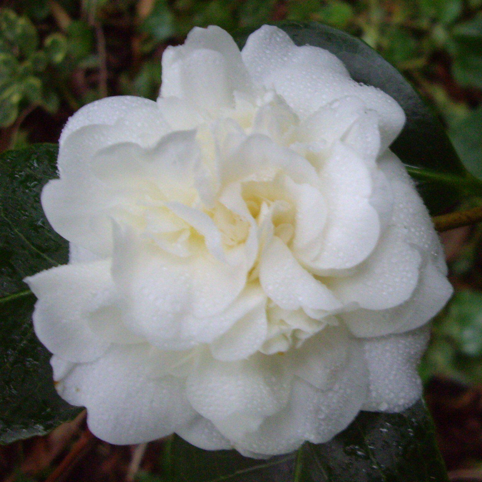 Camellia japonica 'White Debutante' ~ White Debutante Camellia