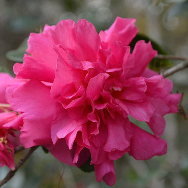 Camellia sasanqua 'Bonanza' ~ Bonanza Camellia