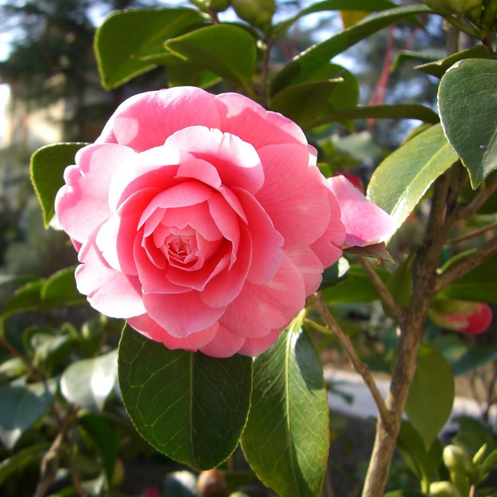 Camellia japonica 'Ju Dee' ~ Ju Dee Camellia