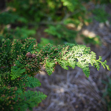 Chamaecyparis obtusa 'Filicoides' ~ Fernsprey False Cypress