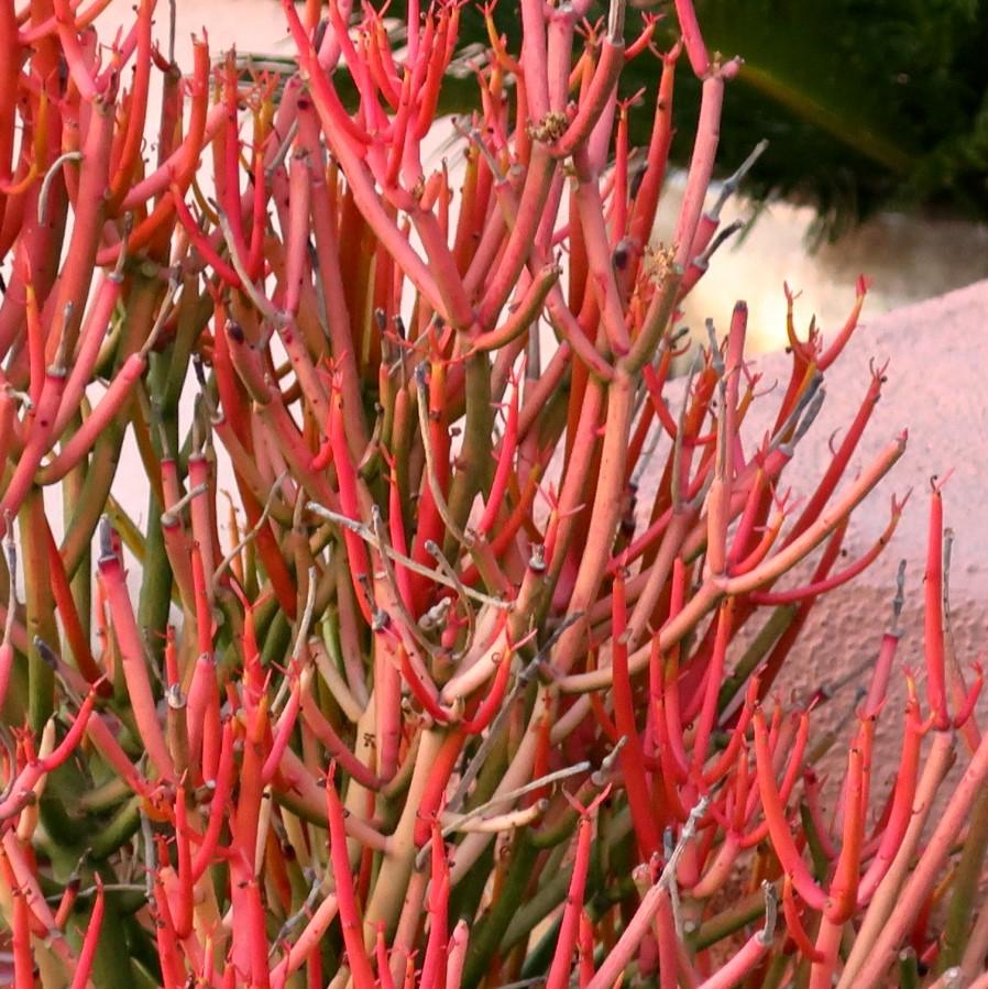 Euphorbia tirucalli 'Sticks on Fire' ~ Red Pencil Tree