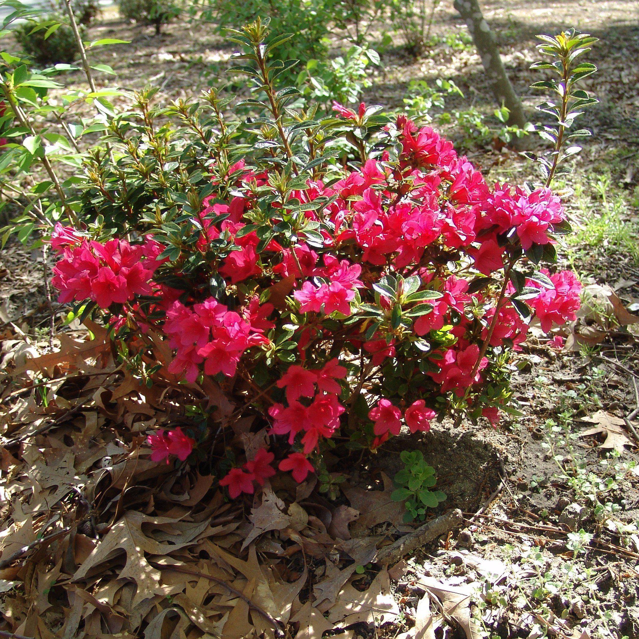 Rhododendron ‘Conler’ ~ Encore® Autumn Ruby™ Azalea