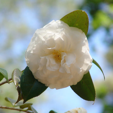Camellia japonica 'White By The Gate' ~ White By The Gate Camellia
