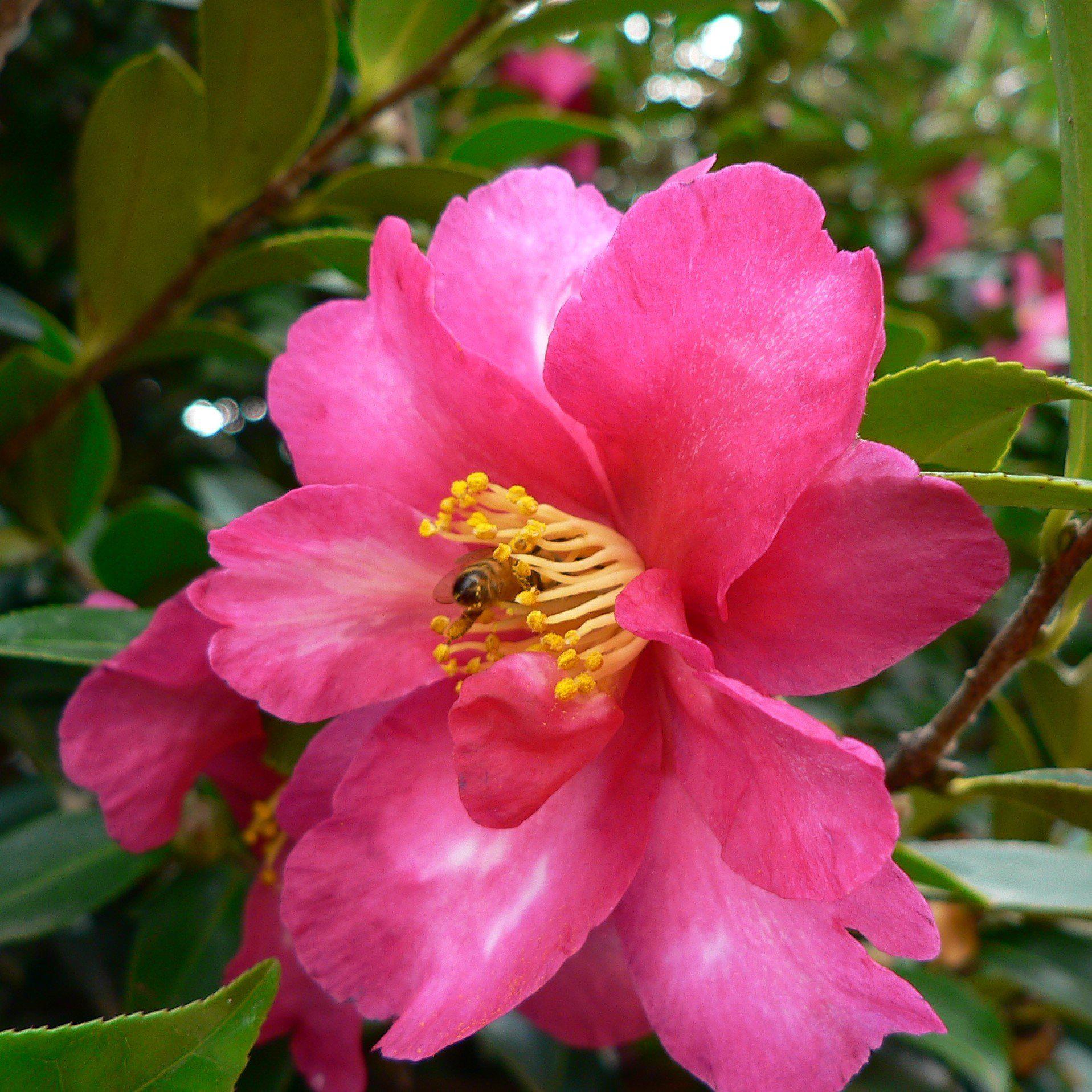 Camellia sasanqua 'Bonanza' ~ Bonanza Camellia
