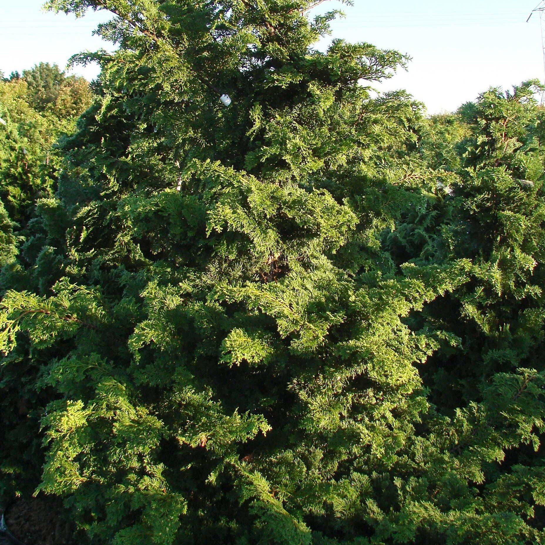 Chamaecyparis obtusa 'Gracilis' ~ Slender Hinoki False Cypress