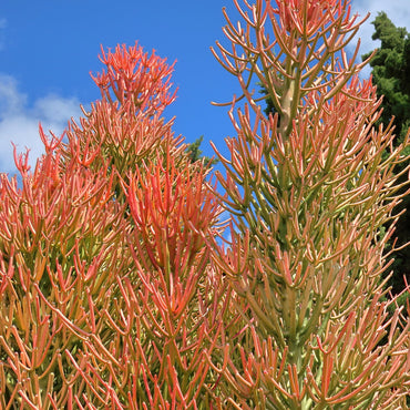 Euphorbia tirucalli 'Sticks on Fire' ~ Red Pencil Tree