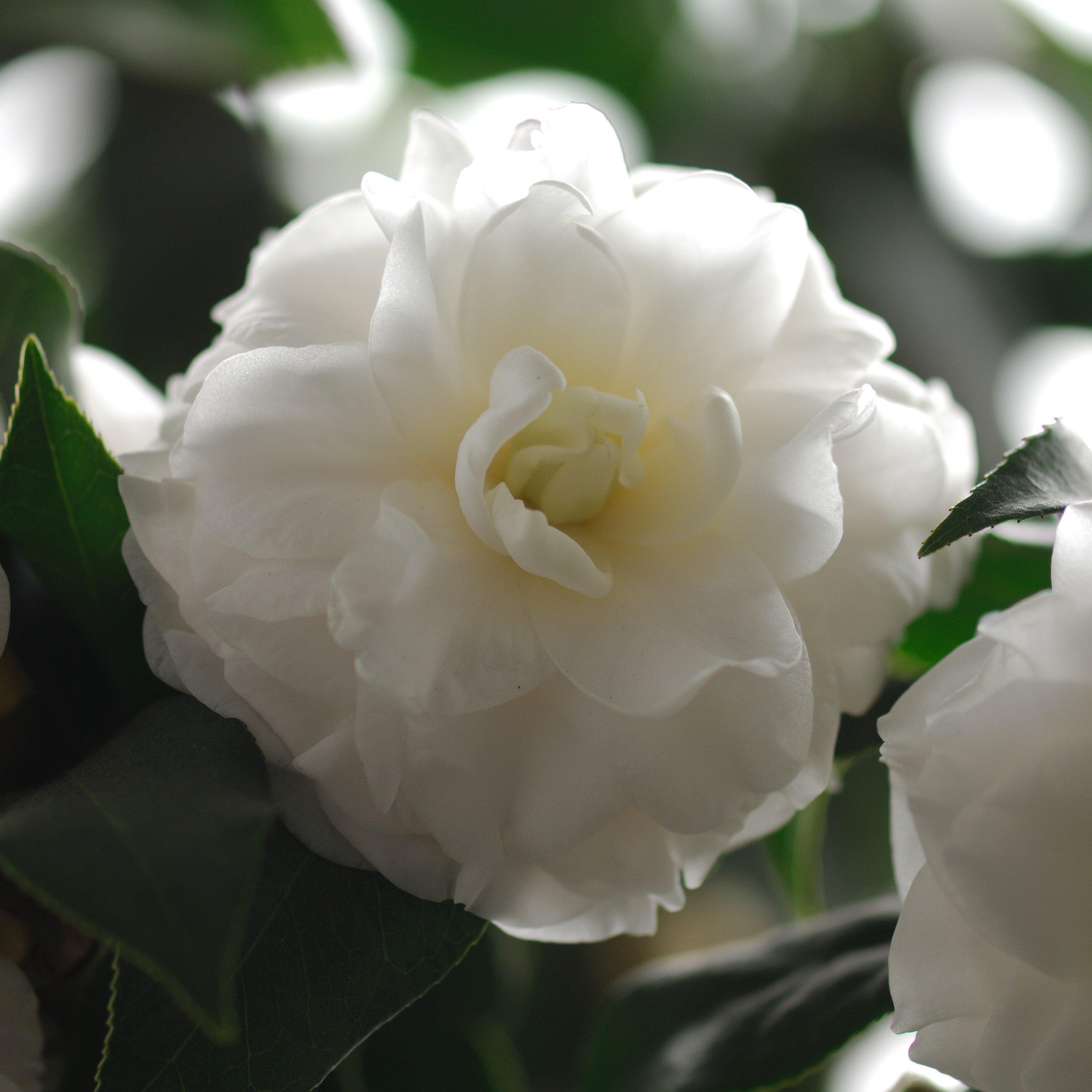 Camellia sasanqua ‘Green 02-004’ ~ October Magic® White Shi-Shi™ Camellia