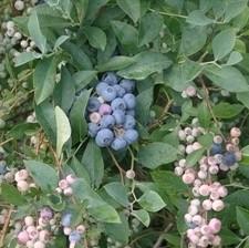 Vaccinium ashei 'Tifblue' ~ 'Tifblue' Rabbiteye Blueberry