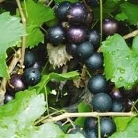 Vitis rotundifolia 'Cowart' ~ Cowart Muscadine Grape, Black Self Fertile