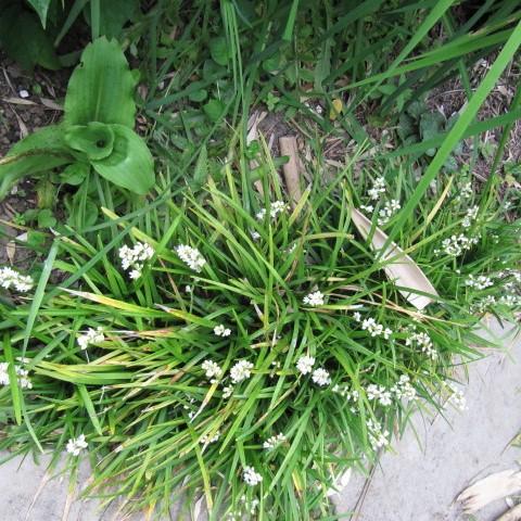 Ophiopogon japonicus ~ Mondo Grass