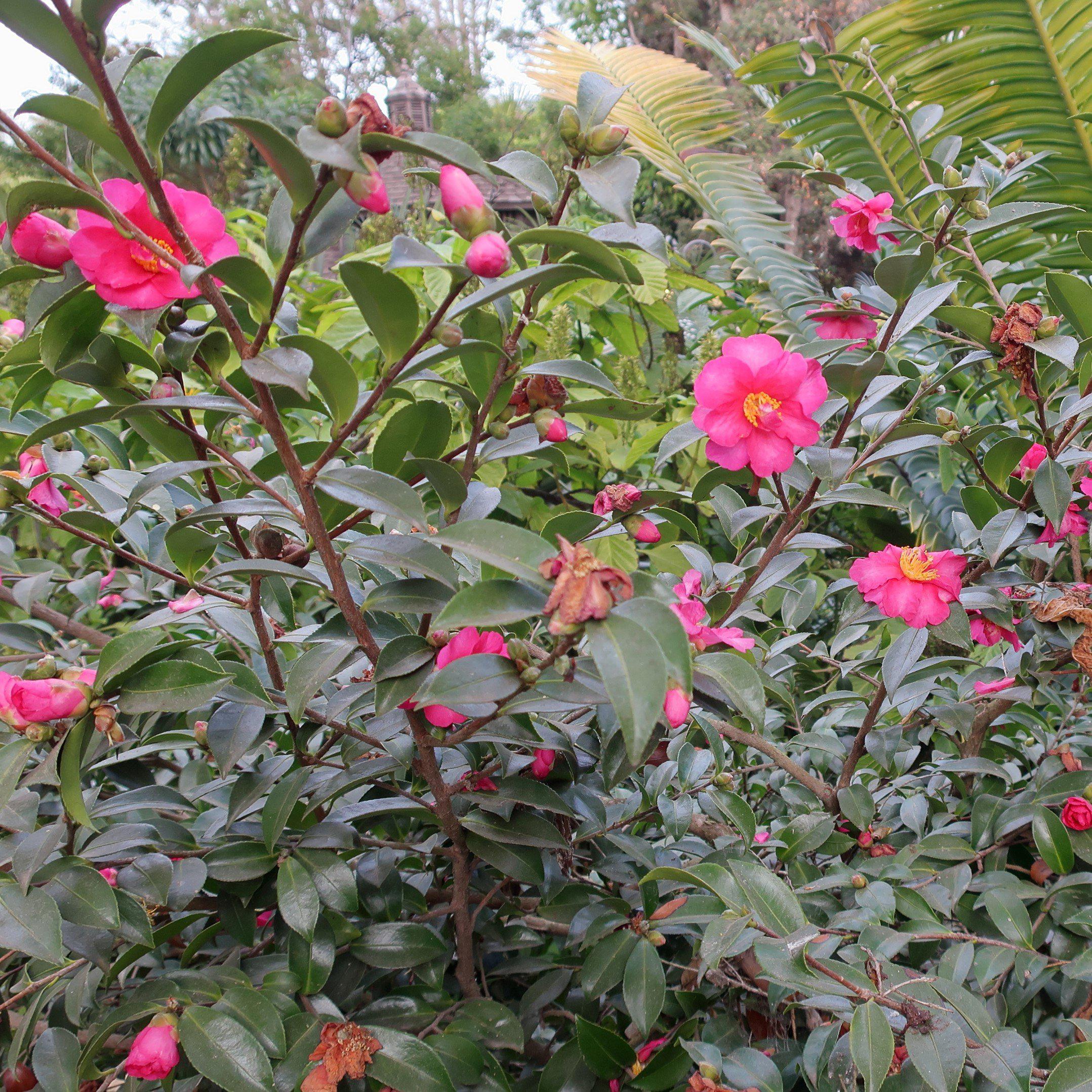 Camellia sasanqua 'Kanjiro' ~ Kanjiro Camellia