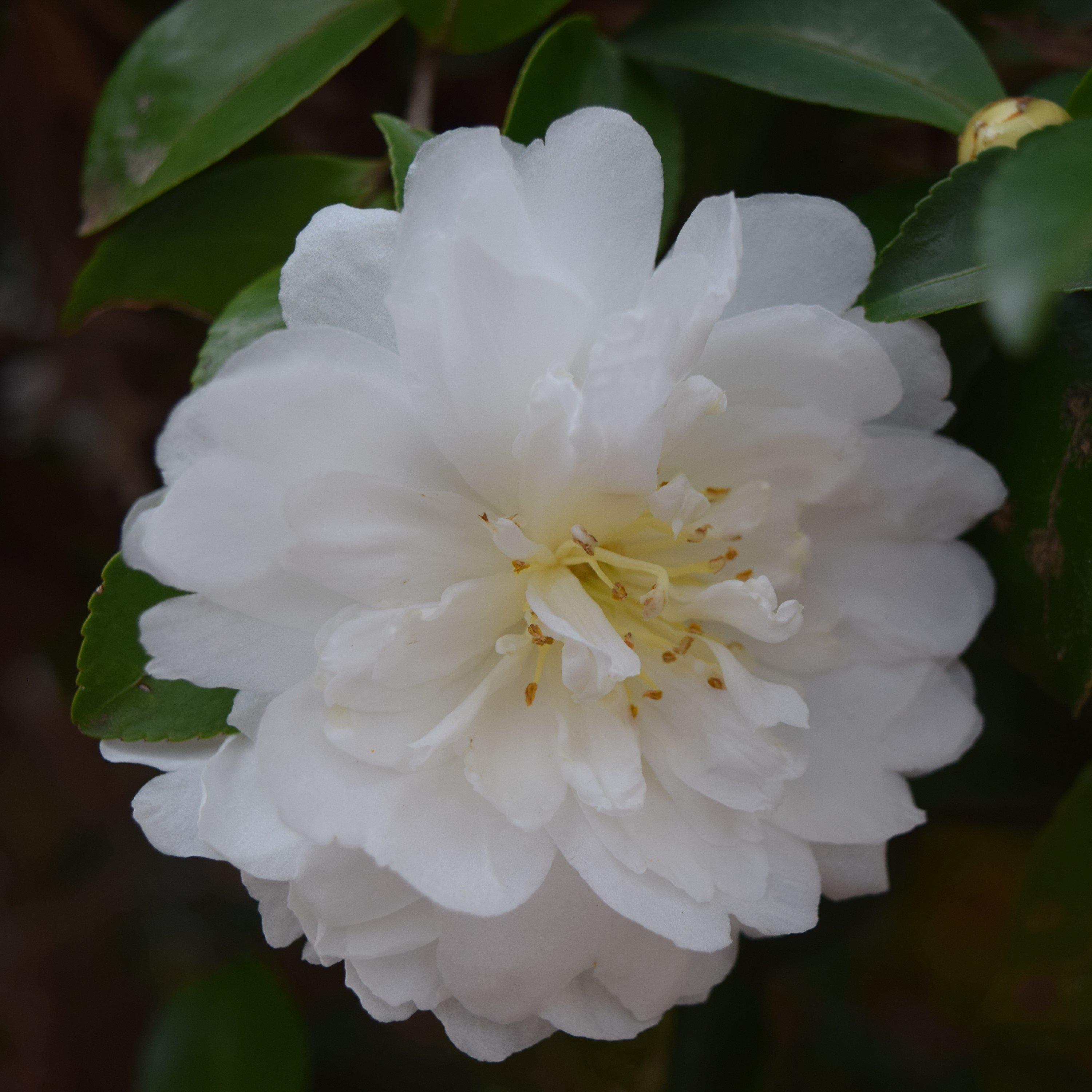 Camellia sasanqua ‘Green 02-004’ ~ October Magic® White Shi-Shi™ Camellia