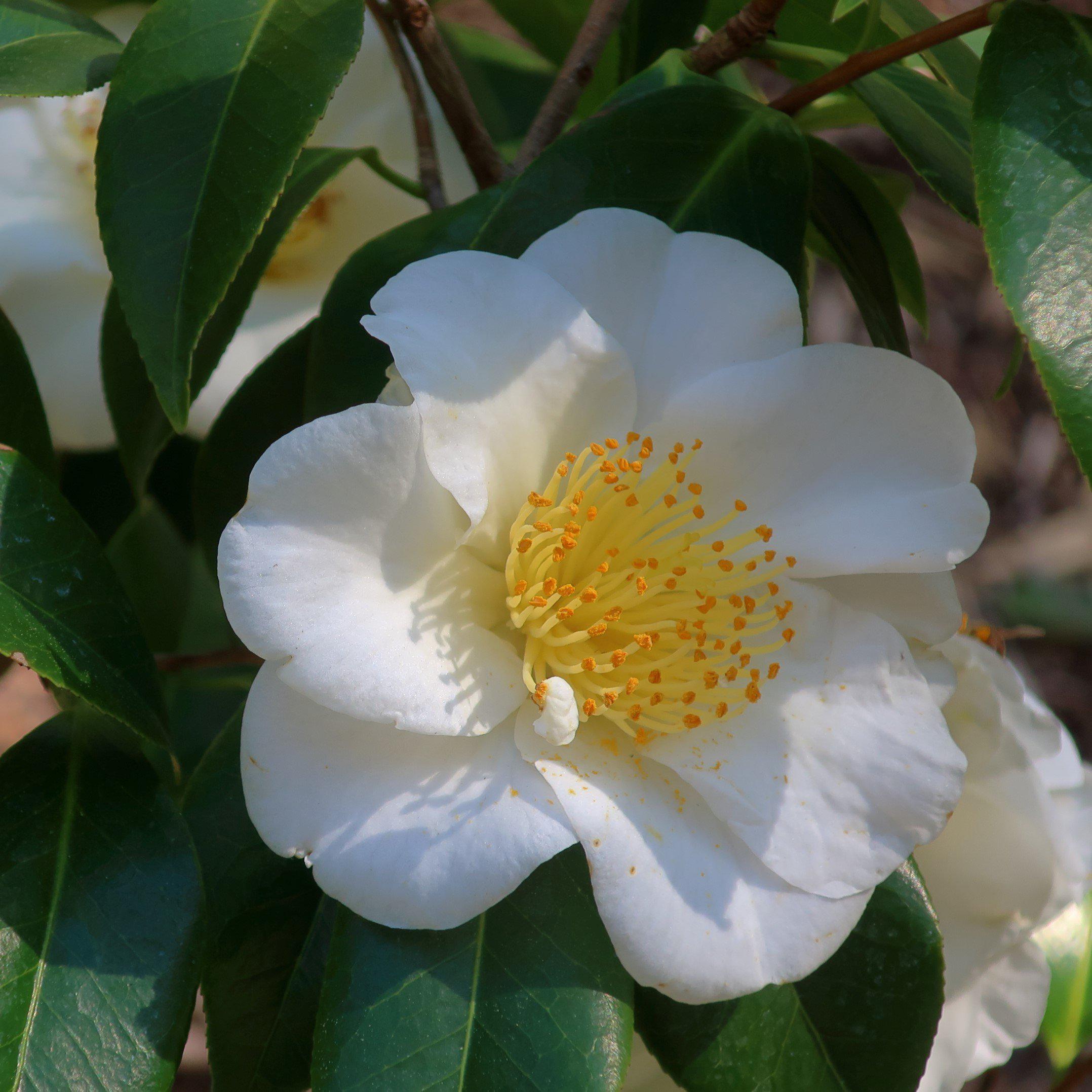 Camellia japonica 'Queen Bessie' ~ Queen Bessie Camellia