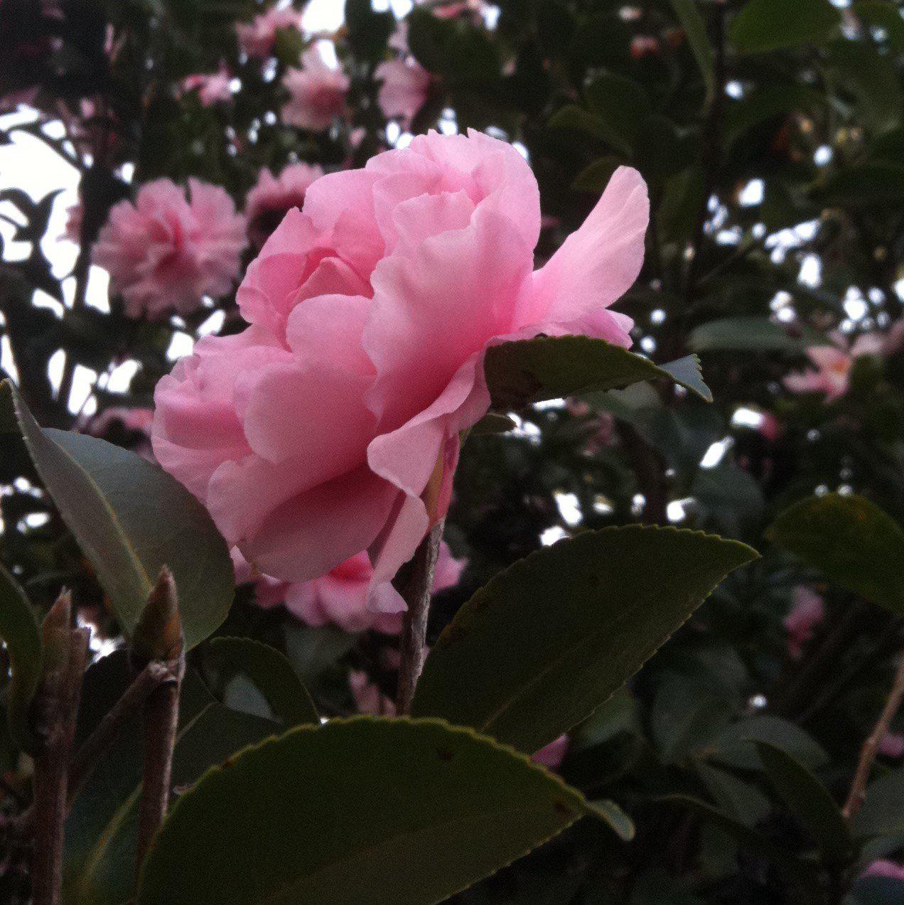 Camellia sasanqua 'Cotton Candy' ~ Cotton Candy Camellia
