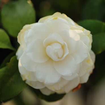 Camellia japonica 'White By The Gate' ~ White By The Gate Camellia