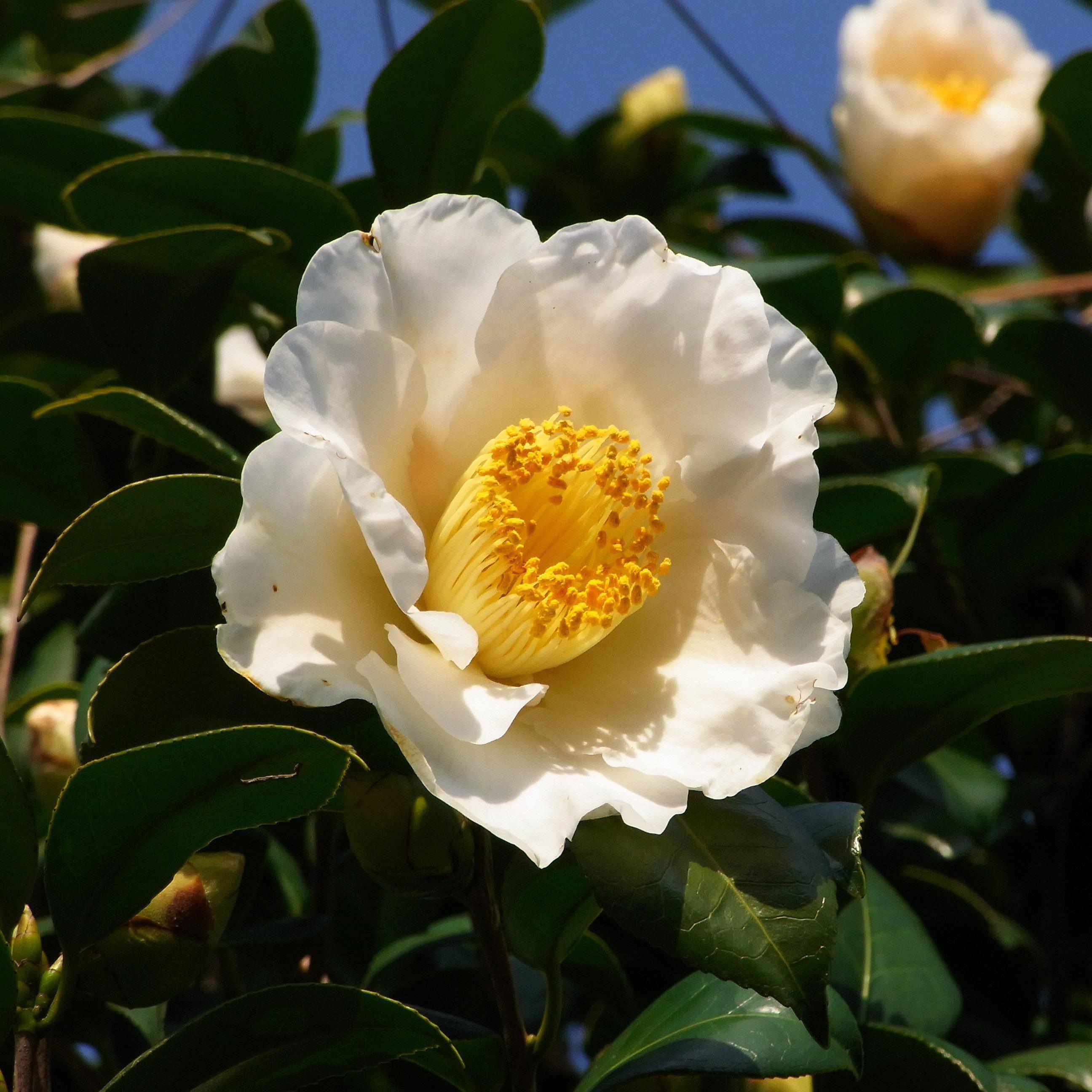 Camellia sasanqua 'Gulf Glory' ~ Gulf Glory Camellia