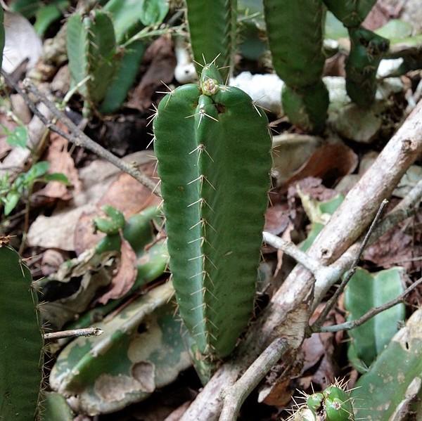 Acanthocereus tetragonus 'Fairy Castle' ~ Fairy Castle Triangle Cactus
